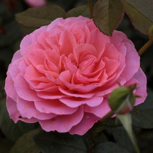 E-commerce, vendita, rose, in, vaso rose floribunde - rosa - Rosa First Edition™ - rosa dal profumo discreto - Georges Delbard - Buona crescita, fioritura ricca, fiori dai colori caldo